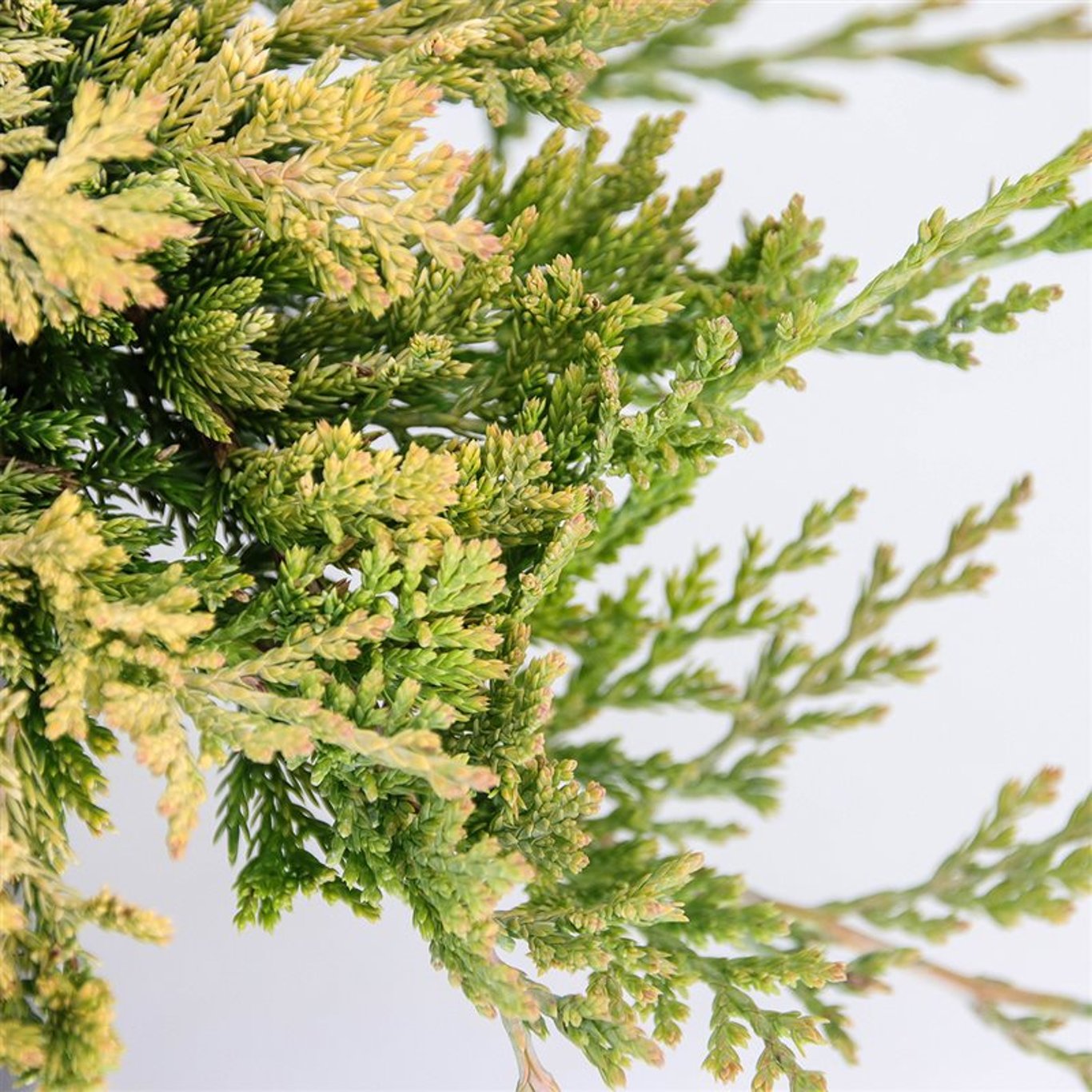 Juniperus h. 'Golden Carpet' - C3 20-25 CM